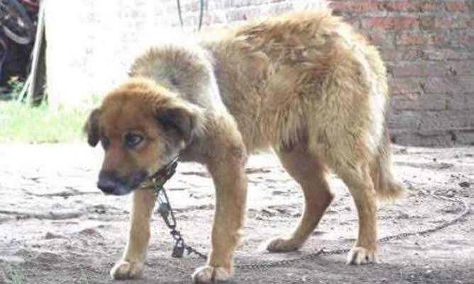 EL PERRO Y EL VERDUGO